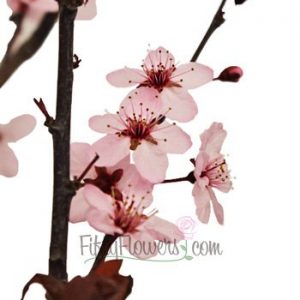 Asian Themed Wedding and Bridal Shower Cherry Blossom Branches