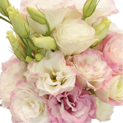 Designer_Lisianthus Flowers