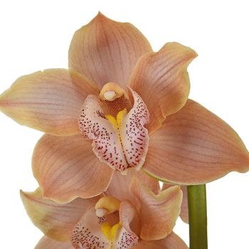 Rose Gold Orchids