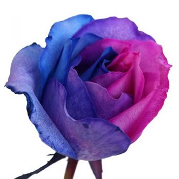 Blue Pink Purple Rainbow Roses for a jewel tone bridal bouquet